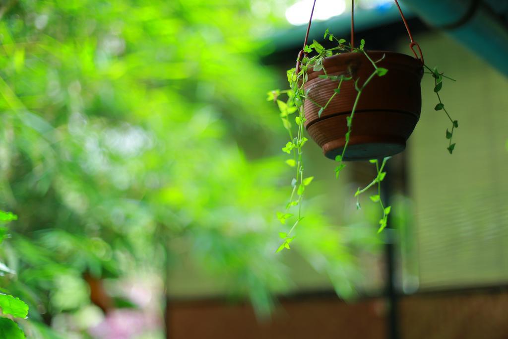 Greenspaces B&B Munnar Exteriör bild