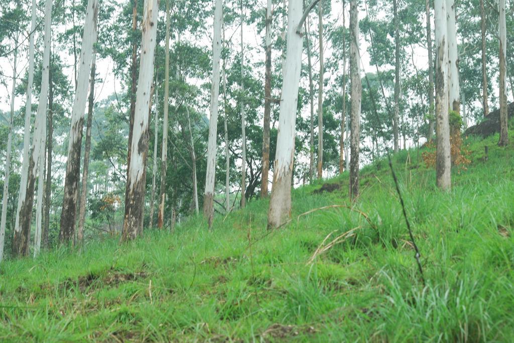 Greenspaces B&B Munnar Exteriör bild