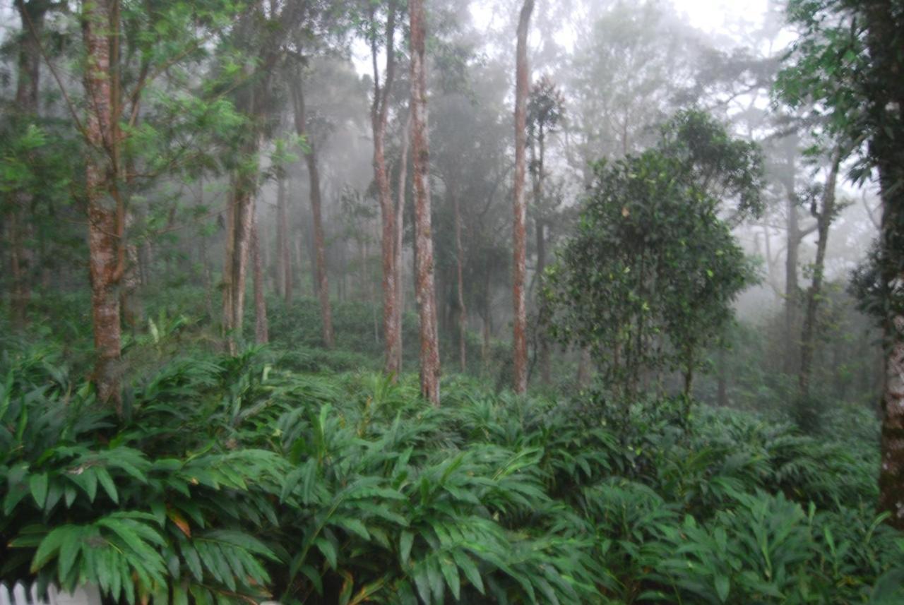Greenspaces B&B Munnar Exteriör bild